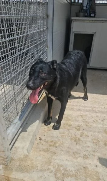 Carlo: 2 anni, taglia media, timido e riservato  | Foto 4