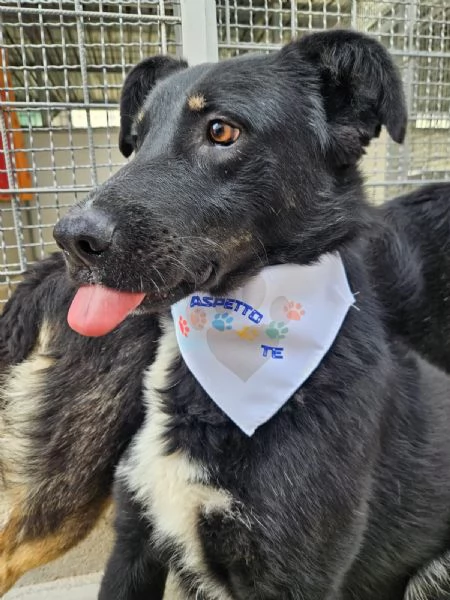 Carlo: 2 anni, taglia media, timido e riservato  | Foto 3
