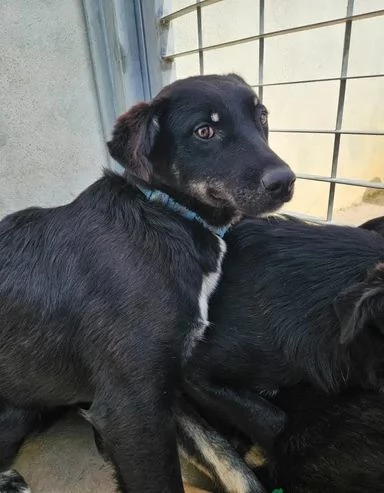 Carlo: 2 anni, taglia media, timido e riservato  | Foto 3