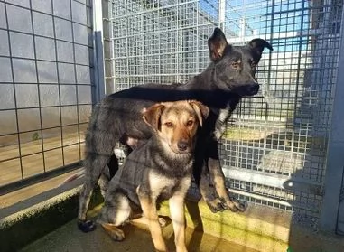 Carlo: 2 anni, taglia media, timido e riservato  | Foto 2