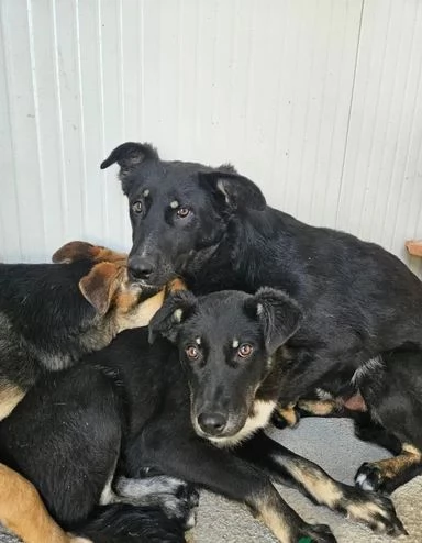 Carlo: 2 anni, taglia media, timido e riservato  | Foto 1