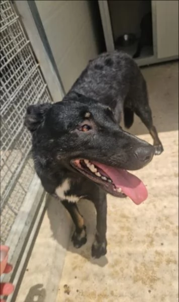 Carlo: 2 anni, taglia media, timido e riservato 