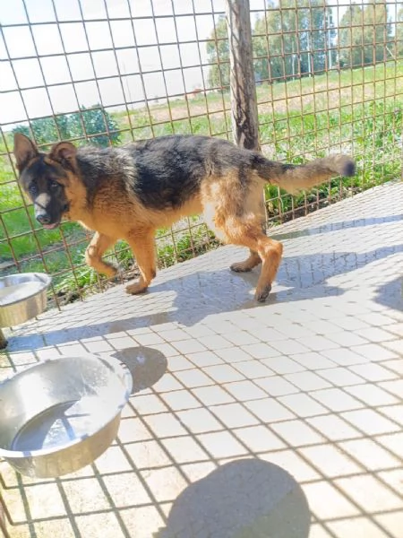 Arek: cucciolone pastore tedesco socievole e dolce 