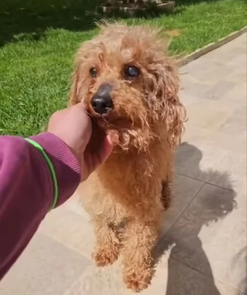 Pegaso: barbone toy non vedente dolce con tutti 