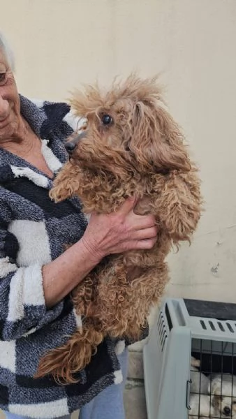 Pegaso: barbone toy non vedente dolce con tutti  | Foto 1