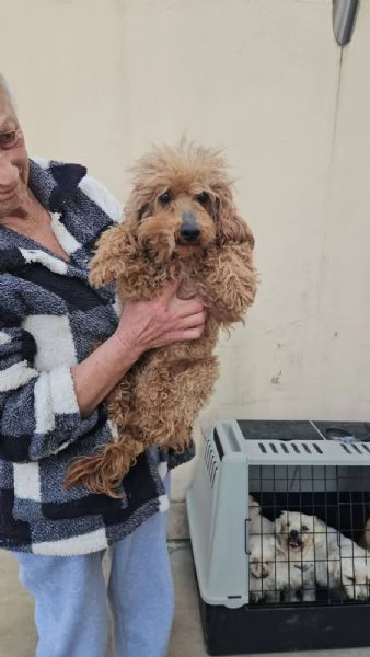 Pegaso: barbone toy non vedente dolce con tutti  | Foto 0