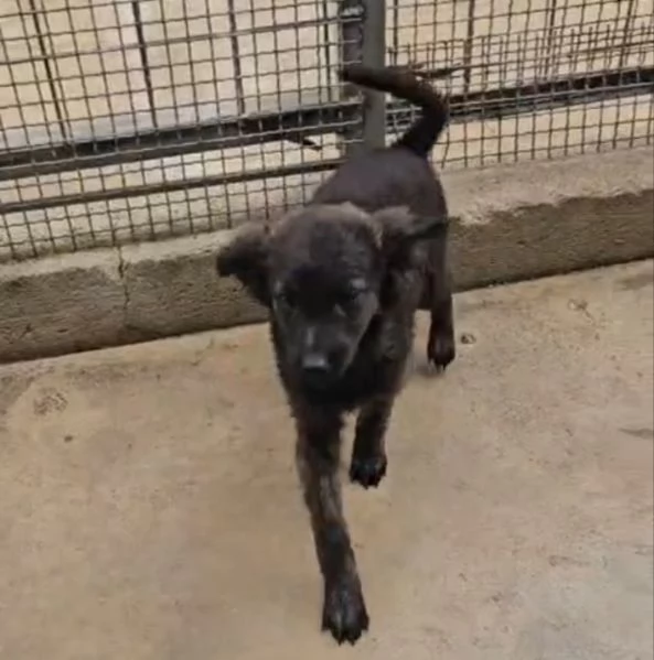 Topazia: 4 mesi taglia contenuta 