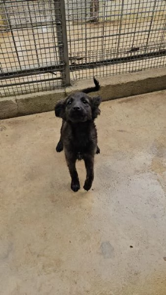 Topazia: 4 mesi taglia contenuta  | Foto 4