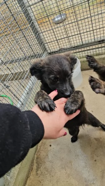 Topazia: 4 mesi taglia contenuta  | Foto 3