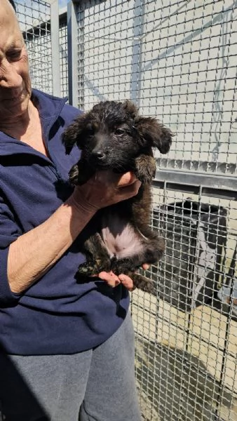 Topazia: 3 mesi taglia contenuta  | Foto 0