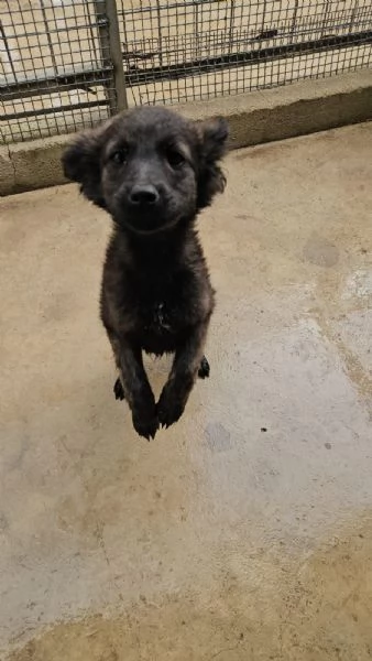 Topazia: 4 mesi taglia contenuta  | Foto 1