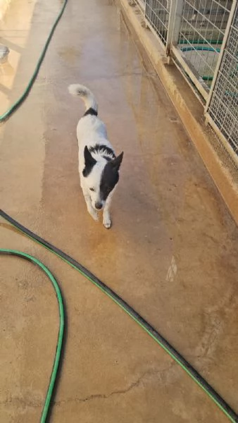 Pasqualina: 2 anni, taglia piccola. Socievole  | Foto 2