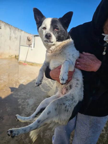 Pasqualina: 2 anni, taglia piccola. Socievole  | Foto 1