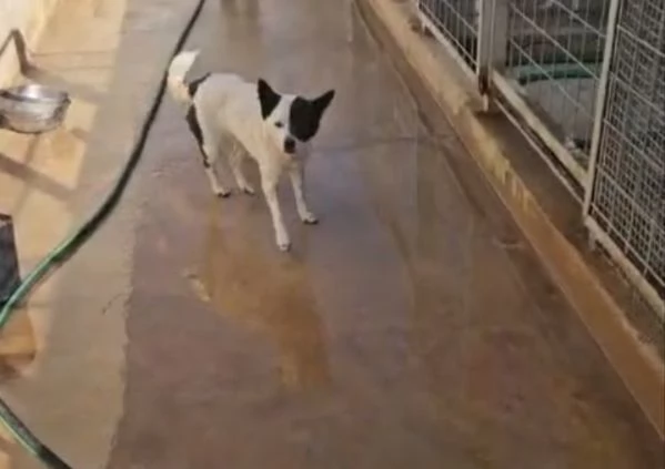 Pasqualina: 2 anni, taglia piccola. Socievole 