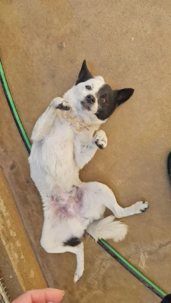 Pasqualina: 2 anni, taglia piccola. Socievole  | Foto 0