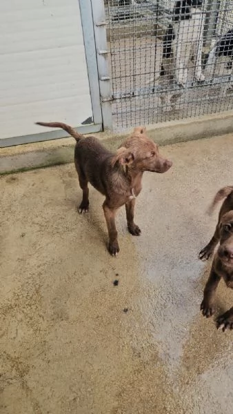 Giada: 4 mesi taglia contenuta  | Foto 2