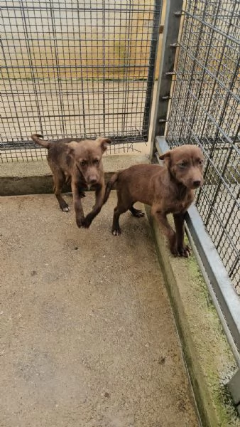 Giada: 4 mesi taglia contenuta  | Foto 1