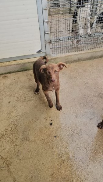 Giada: 4 mesi taglia contenuta  | Foto 0