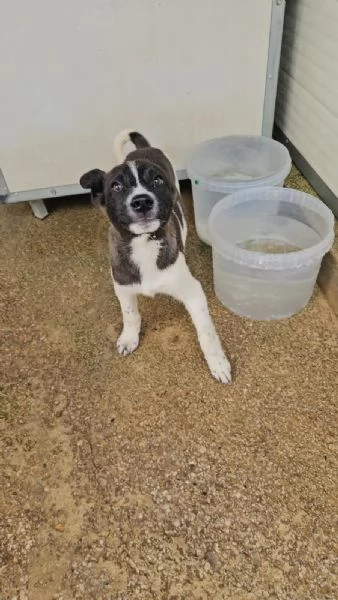 Tormalino:  4 mesi taglia contenuta  | Foto 2