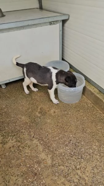 Tormalino:  4 mesi taglia contenuta  | Foto 1