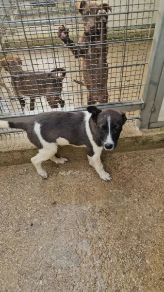 Tormalino:  4 mesi taglia contenuta  | Foto 0