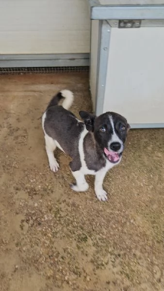 Tormalino:  4 mesi taglia contenuta 