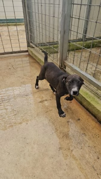 Ametista: 4 mesi taglia media  | Foto 3