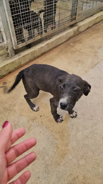 Ametista: 4 mesi taglia media  | Foto 2