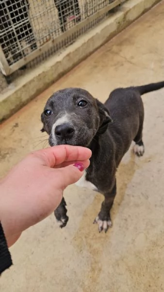 Ametista: 4 mesi taglia media  | Foto 1