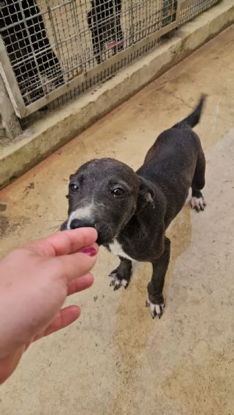 Ametista: 4 mesi taglia media  | Foto 0