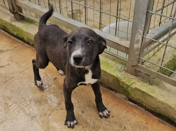 Ametista: 4 mesi taglia media 