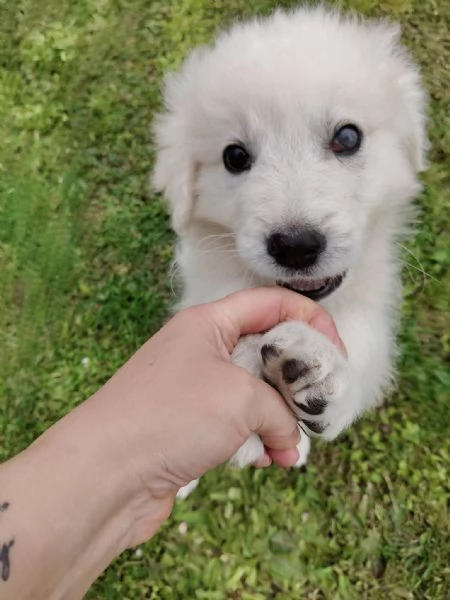 Punch: 3 mesi taglia grande, ipovedente  | Foto 6