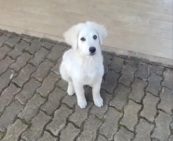 Punch: 3 mesi taglia grande, ipovedente  | Foto 5