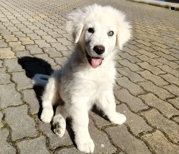 Punch: 3 mesi taglia grande, ipovedente  | Foto 4