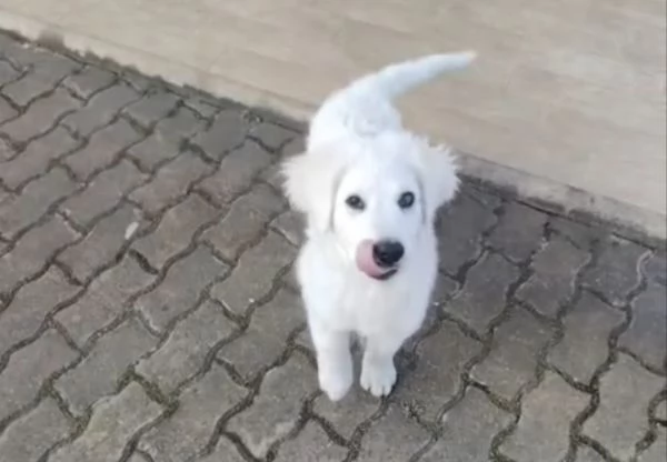 Punch: 3 mesi taglia grande, ipovedente  | Foto 3