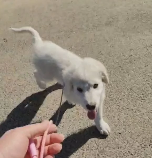 Punch: 3 mesi taglia grande, ipovedente  | Foto 2