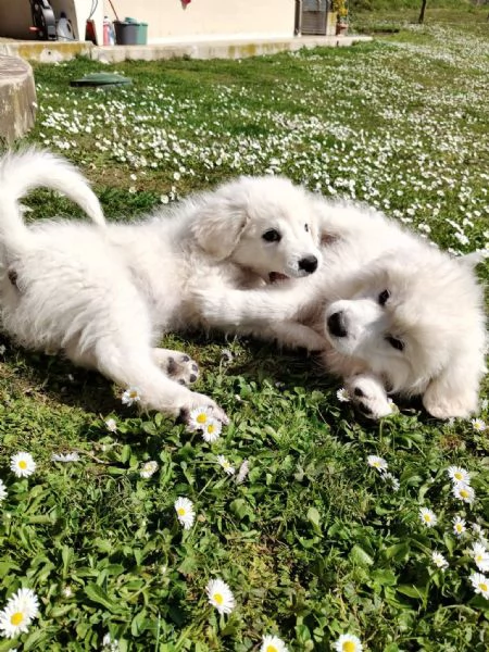 Punch: 3 mesi taglia grande, ipovedente  | Foto 1