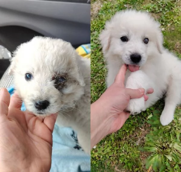 Punch: 3 mesi taglia grande, ipovedente  | Foto 0