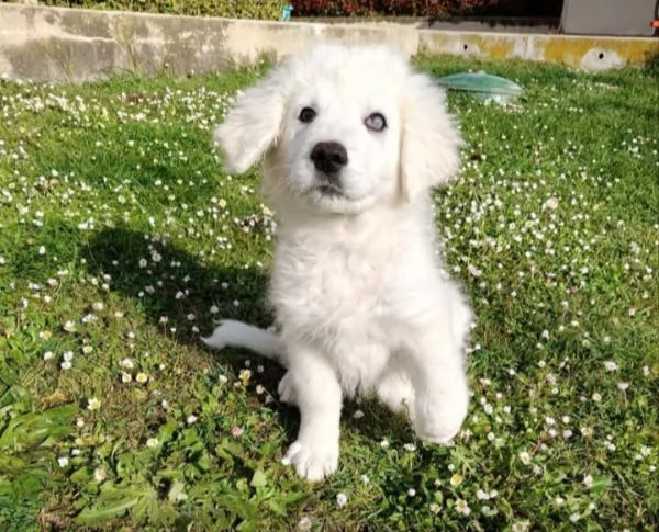 Punch: 3 mesi taglia grande, ipovedente 