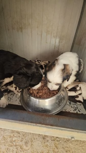 Leo: cucciolo taglia media  | Foto 4
