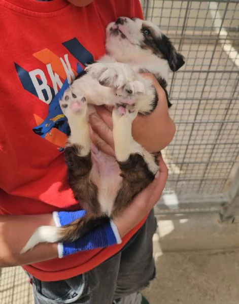 Leo: cucciolo taglia media 