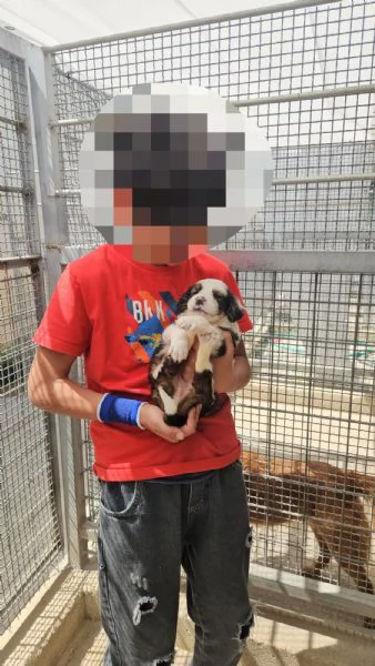 Leo: cucciolo taglia media  | Foto 0