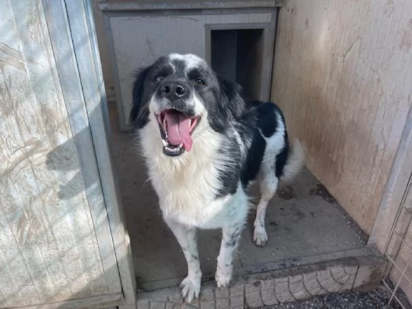 Sam: dolce pastorino vivace e socievole  | Foto 6
