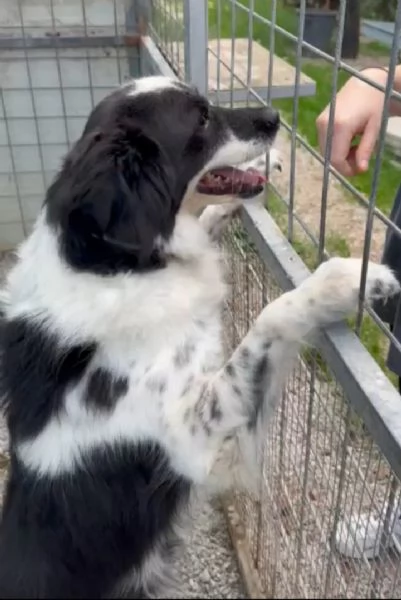 Sam: dolce pastorino vivace e socievole 