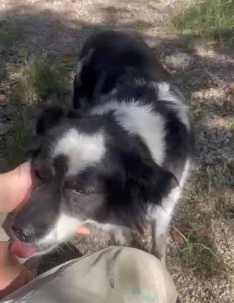 Sam: dolce pastorino vivace e socievole  | Foto 5