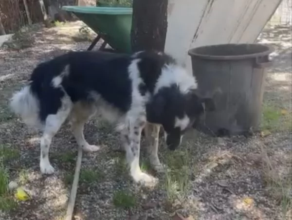 Sam: dolce pastorino vivace e socievole  | Foto 2