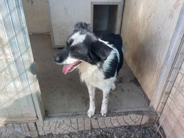 Sam: dolce pastorino vivace e socievole  | Foto 1