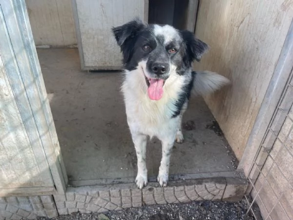 Sam: dolce pastorino vivace e socievole  | Foto 0