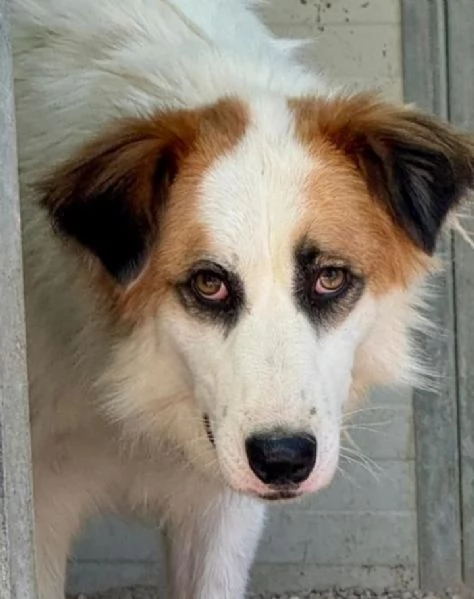Sofia: amichevole e tranquilla, dolce con tutti 