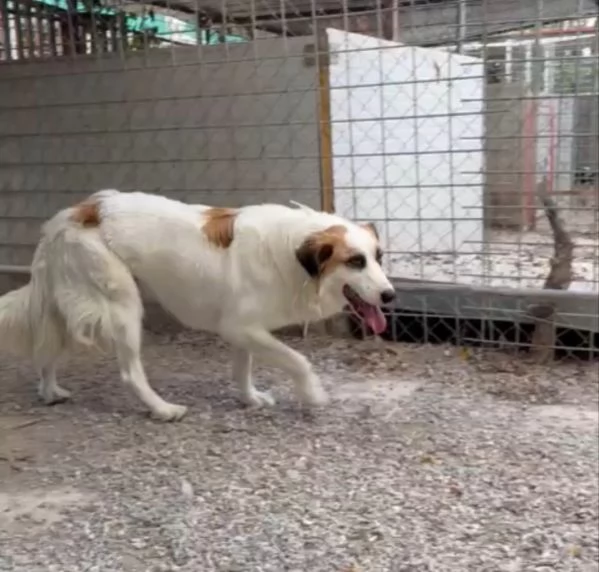 Sofia: amichevole e tranquilla, dolce con tutti  | Foto 1